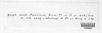 Uredo paeoniarum image